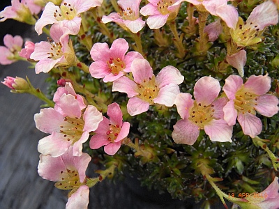 Saxifraga NCC'Rosemarie' 