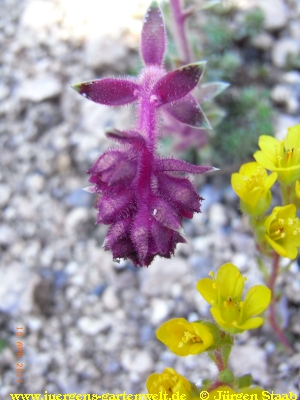 Saxifraga sempervivum form stenophylla