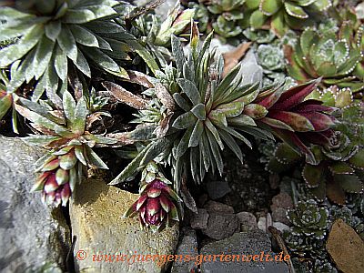 Saxifraga sempervivum form stenophylla