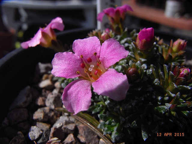 Saxifraga NCC 'Sissi'