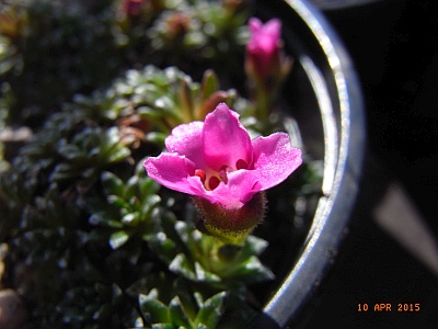 Saxifraga NCC 'Sissi'