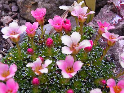 Saxifraga NCC 'Sissi'