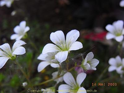 Saxifraga trifurgata Dreigabeliger Matten-Steinbrech