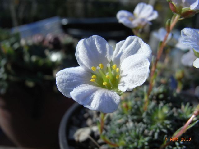 Saxifraga [Preludium Group]  'Vaclav Talich' 