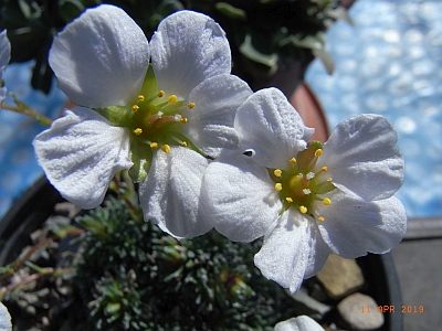 Saxifraga [Preludium Group]  'Vaclav Talich' 