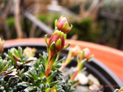 Saxifraga [Preludium Group]  'Vaclav Talich' 