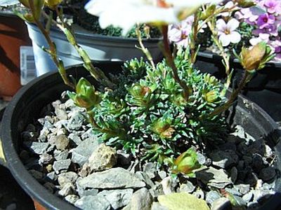 Saxifraga [Preludium Group]  'Vaclav Talich' 