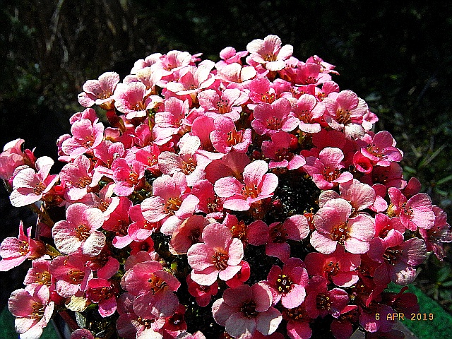 Saxifraga x anglica  'Amberglow'