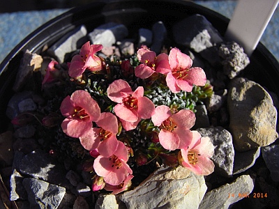 Saxifraga x anglica  'Amberglow'