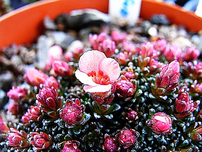 Saxifraga x anglica  'Amberglow'