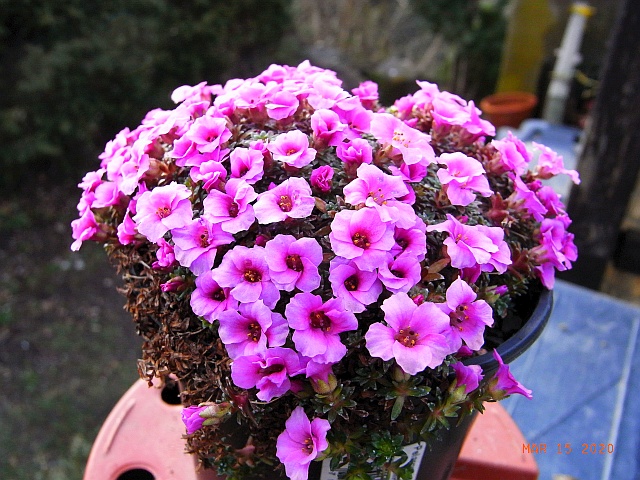 Saxifraga x anglica 'Arthur' 