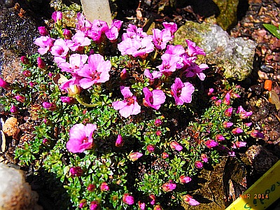 Saxifraga x anglica 'Arthur' 