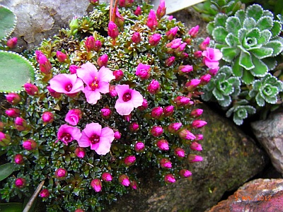 Saxifraga x anglica 'Arthur' 