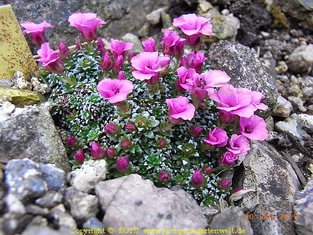 Saxifraga x anglica 'Myra Cambria' 