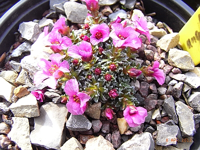 Saxifraga x anglica 'Myra Cambria' 