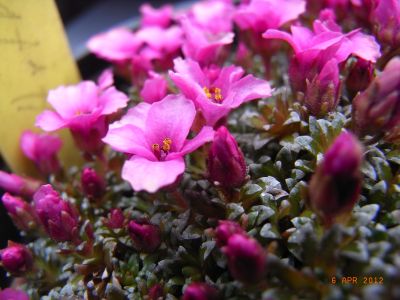 Saxifraga x anglica 'Myra Cambria' 