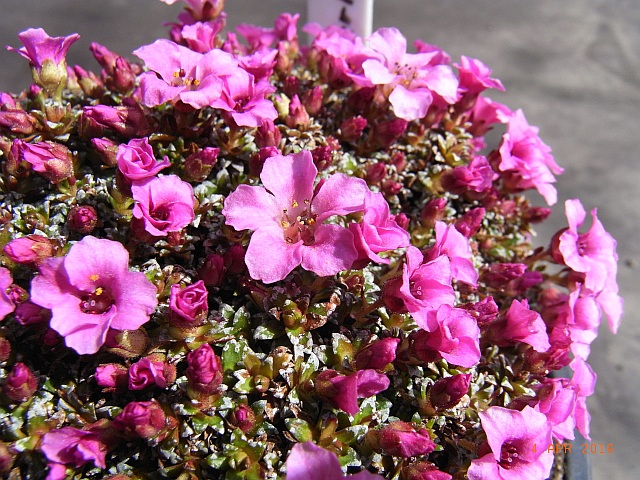 Saxifraga x anglica 'Pearl Rose' 