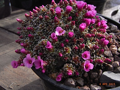 Saxifraga x anglica 'Pearl Rose' 