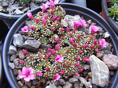 Saxifraga x anglica 'Pearl Rose' 