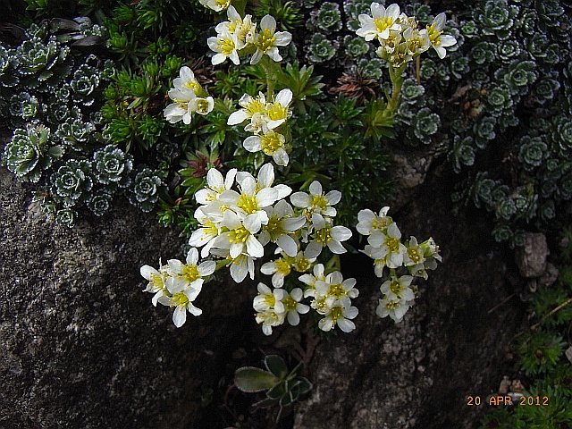 Elfenbein-Steinbrech 