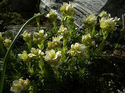 Elfenbein-Steinbrech 
