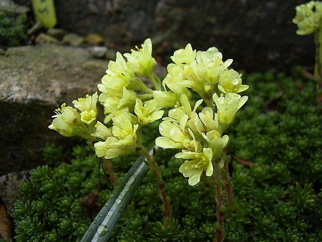 Elfenbein-Steinbrech 