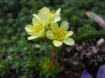 Elfenbein-Steinbrech 