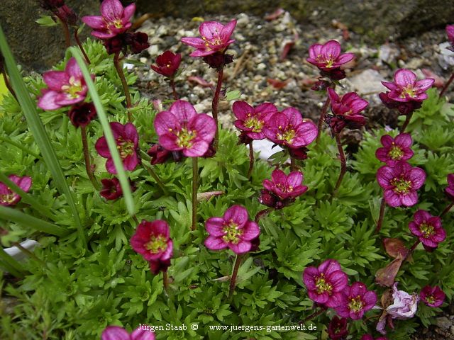  Saxifraga x arendsii  'Harder Zwerg'