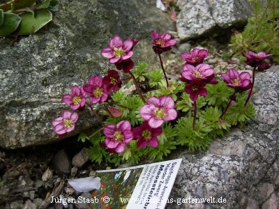 Saxifraga x arendsii  'Harder Zwerg' 