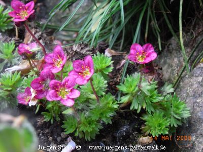 Saxifraga x arendsii  'Harder Zwerg' 