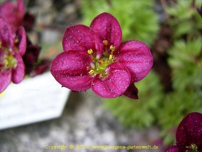 Saxifraga x arendsi 'Harder Zwerg'