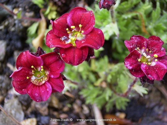 Saxifraga x arendsii 'Rosen Zwerg' 