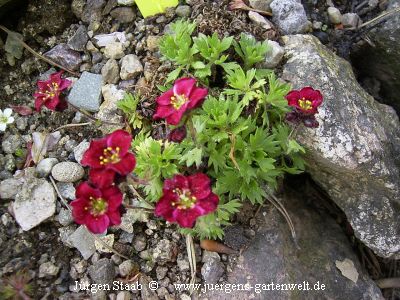 Saxifraga x arendsii 'Rosen Zwerg' 