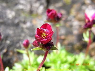 Saxifraga x arendsii 'Rosen Zwerg'