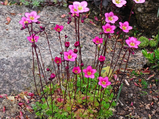 Saxifraga x arendsii  'Rosenschaum' 