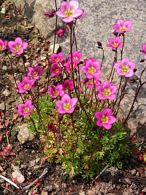 Saxifraga x arendsii  'Rosenschaum' 