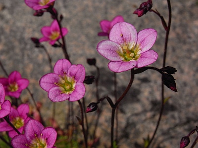 Saxifraga x arendsii  'Rosenschaum' 