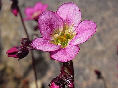 Saxifraga x arendsii 'Rosenschaum'