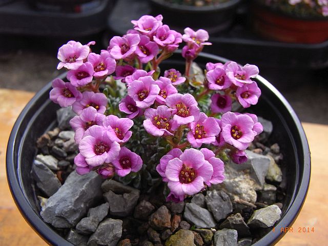 Saxifraga x baccii  'Dora Ross' 