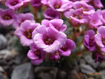 Saxifraga x baccii  'Dora Ross' 