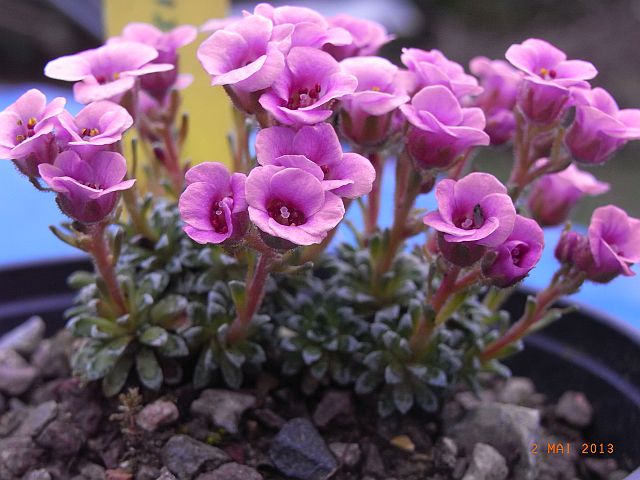 Saxifraga x baccii  'Dora Ross' 