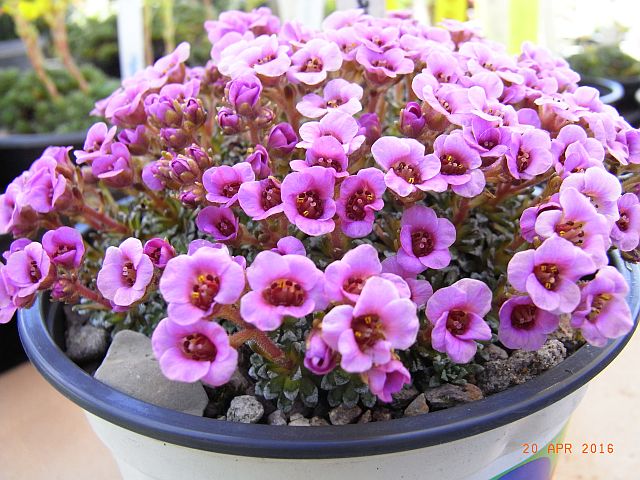 Saxifraga x baccii  'Irene Bacci'