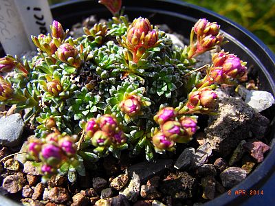 Saxifraga x baccii  'Irene Bacci'