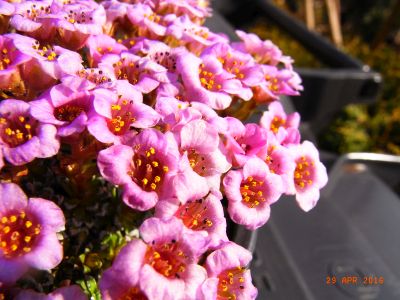 Saxifraga x baccii  'Irene Bacci'