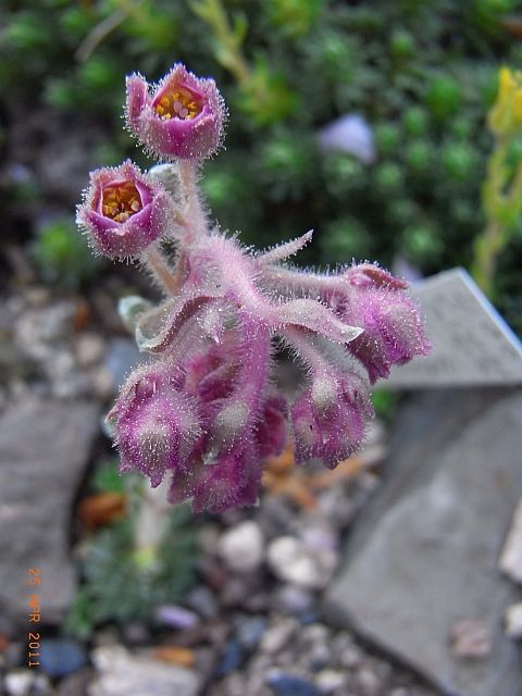 Saxifraga x bertolonii 'Antonio' 