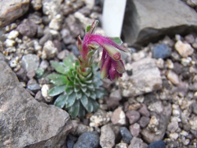 Saxifraga x bertolonii 'Antonio' 