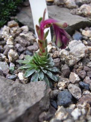 Saxifraga x bertolonii 'Antonio' 