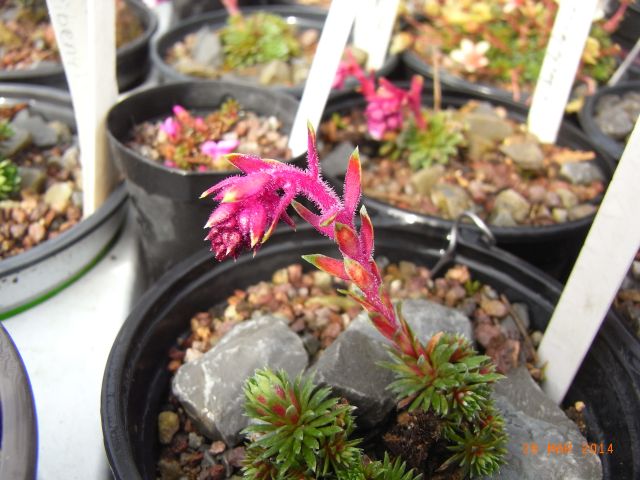 Saxifraga x bertolonii 'Ludmilla Subrowa' 