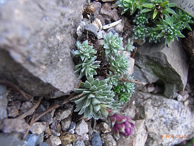 Saxifraga x bertolonii 'Ludmilla Subrowa' 