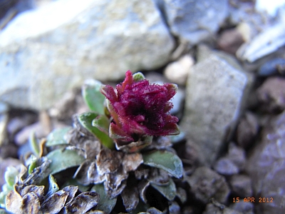 Saxifraga x bertolonii 'Ludmilla Subrowa' 